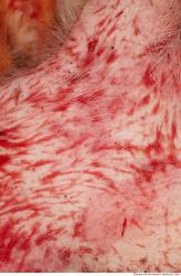 Photo Textures of RAW Pork Meat